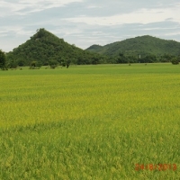 ข้าวปลอดสารพิษ