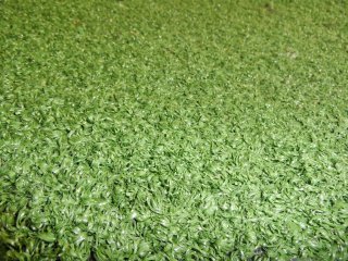 Turf 10 mm.