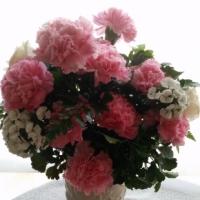 Pink Carnation in Vase