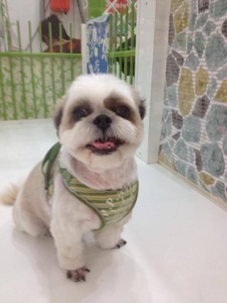 Sukhumvit pet care