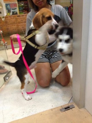 Sukhumvit dog grooming