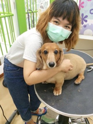 Sukhumvit dog haircut