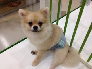 Bangkok pet clothing