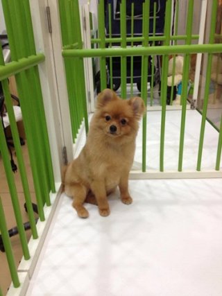 Rama 4 dog hotel
