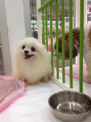 Dog daycare Bangkok