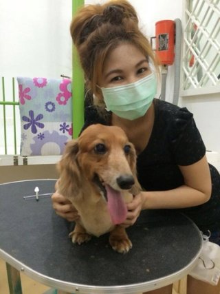 Dog daycare Sukhumvit