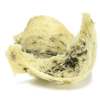 Fresh Bird Nest A Grade