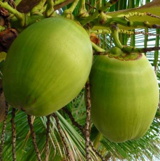 Fresh Coconut Water Drinking