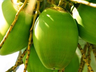 Young Coconut Water