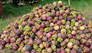 Fruit Buffet in Thailand