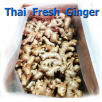 FRESH GINGER