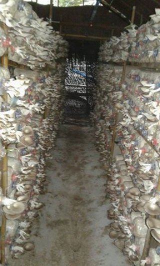 รับติดตั้งโรงเรือนเพาะเห็ด