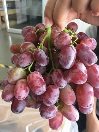 องุ่นแดงไร้เม็ด ออสเตรเลีย