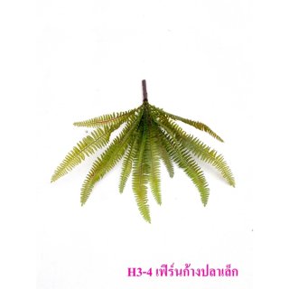 H3-4 เฟิร์นก้างปลาเล็ก