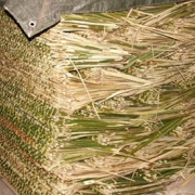 Nipa Palm Leaf For Sale, Bamboo poles