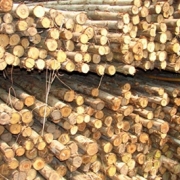 Eucalyptus Poles, Bamboo poles
