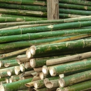 Bamboo Poles, Bamboo poles