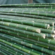 Bamboo Poles For Sale, Bamboo poles
