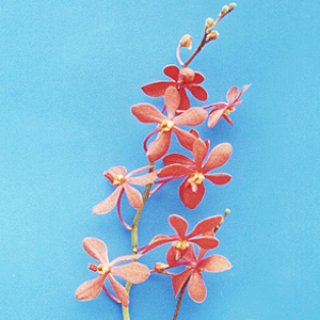 Mokkara Orchid