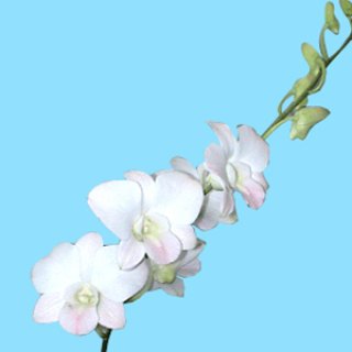 Produce Thai Orchids