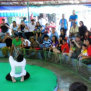 Canal Tour D (Thonburi Snake Farm)