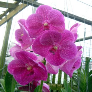 Cheap Orchid Thailand