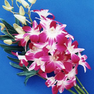 Orchid Bouquet Thailand
