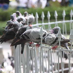 บริการไล่นกภายในโรงงาน