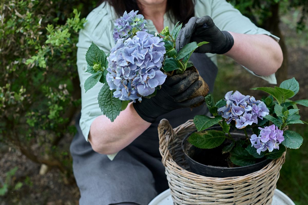 Hydrangea