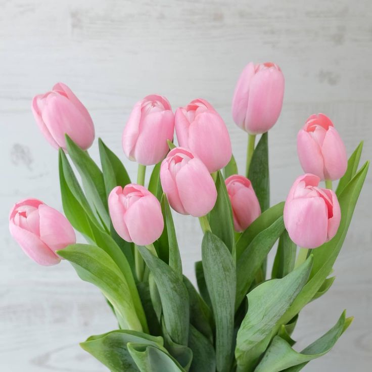 Tulip